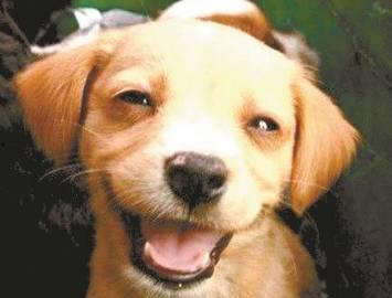 娱乐吃瓜酱狗关窗,吃瓜群众热议“狗关窗”事件