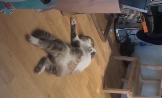 娱乐吃瓜酱出门忘关空调,娱乐吃瓜酱上演“电费刺客”