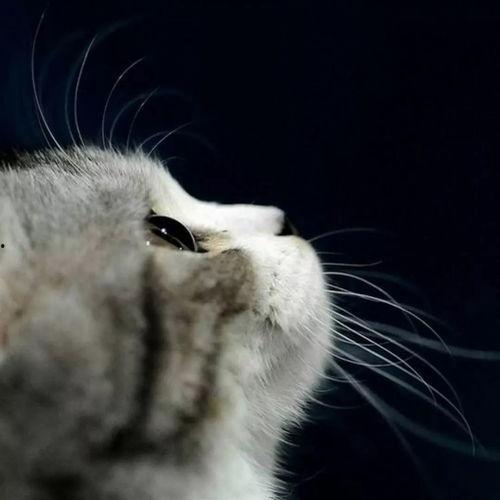 娱乐吃瓜酱70只猫猫,娱乐吃瓜酱带你领略猫咪世界