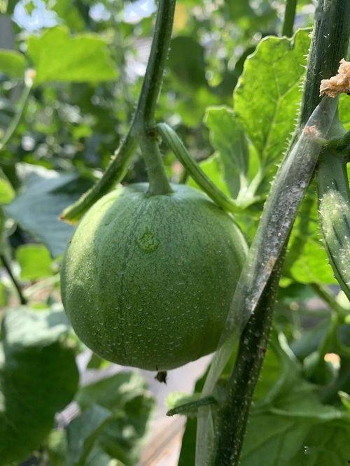 娱乐吃瓜制作,吃瓜群众必看的幕后故事