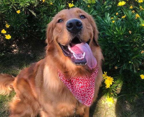 金毛siri娱乐吃瓜君