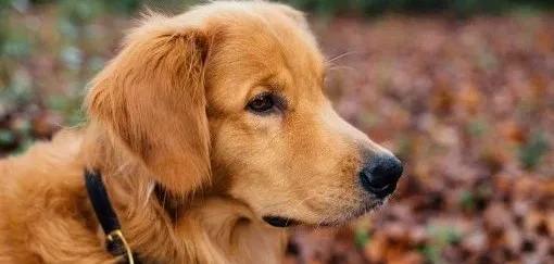 金毛siri娱乐吃瓜君