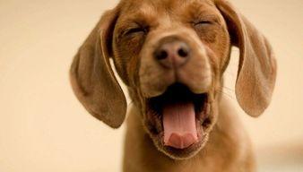 娱乐吃瓜酱狗餐馆,一场跨界美食盛宴