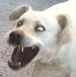 娱乐吃瓜君傻狗的日常,揭秘娱乐圈那些事儿