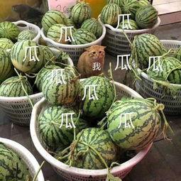 娱乐吃瓜酱吃到自己的瓜